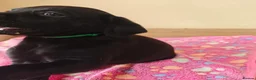Labrador Retriever dogs for sale: Adorable Black & Yellow Labrador Companions in Paisley - Advert 7