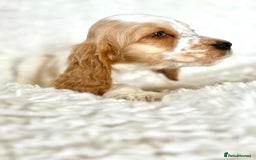 Cocker Spaniel dogs for sale: Golden Roan Full Health Tests Showline KC Reg Pups - Image 3