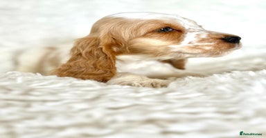 Cocker Spaniel dogs - Advert 2