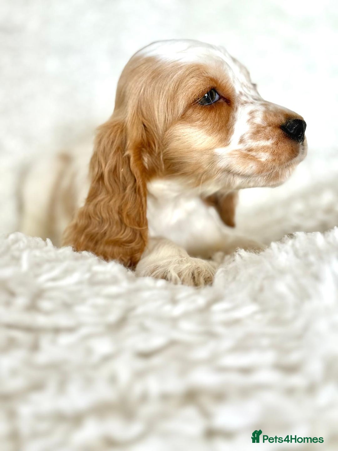 Cocker Spaniel dogs for sale: Golden Roan Full Health Tests Showline KC Reg Pups - Image 3