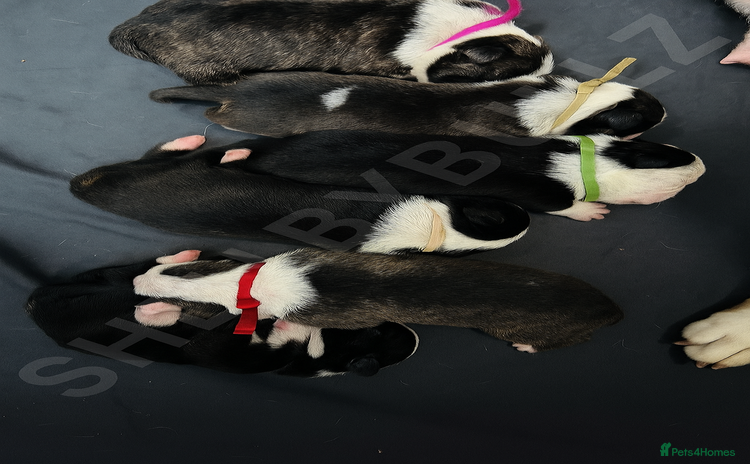 Bull Terrier dogs - Advert 1