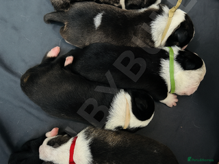 Bull Terrier dogs - Advert 3