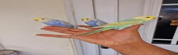 Budgerigars birds for sale: Super hand tamed baby budgies for sale  - Advert 14