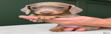 Miniature Dachshund 4