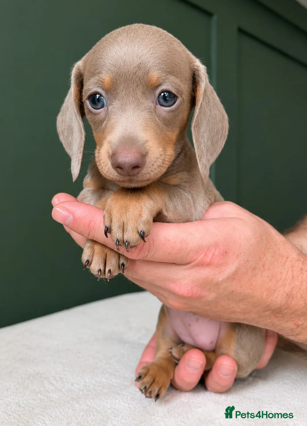 Miniature Dachshund dogs for sale: 🐾 BEAUTIFUL MINIATURE DACHSHUND PUPPIES 🐾 - Advert 2