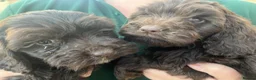 Cockapoo dogs for sale: Gorgeous PRA clear F1 Cockapoo puppies READY NOW - Advert 9
