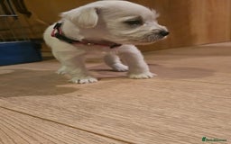 Miniature Schnauzer dogs for sale: Adorable white schnauzer puppies- ready soon! - Image 25