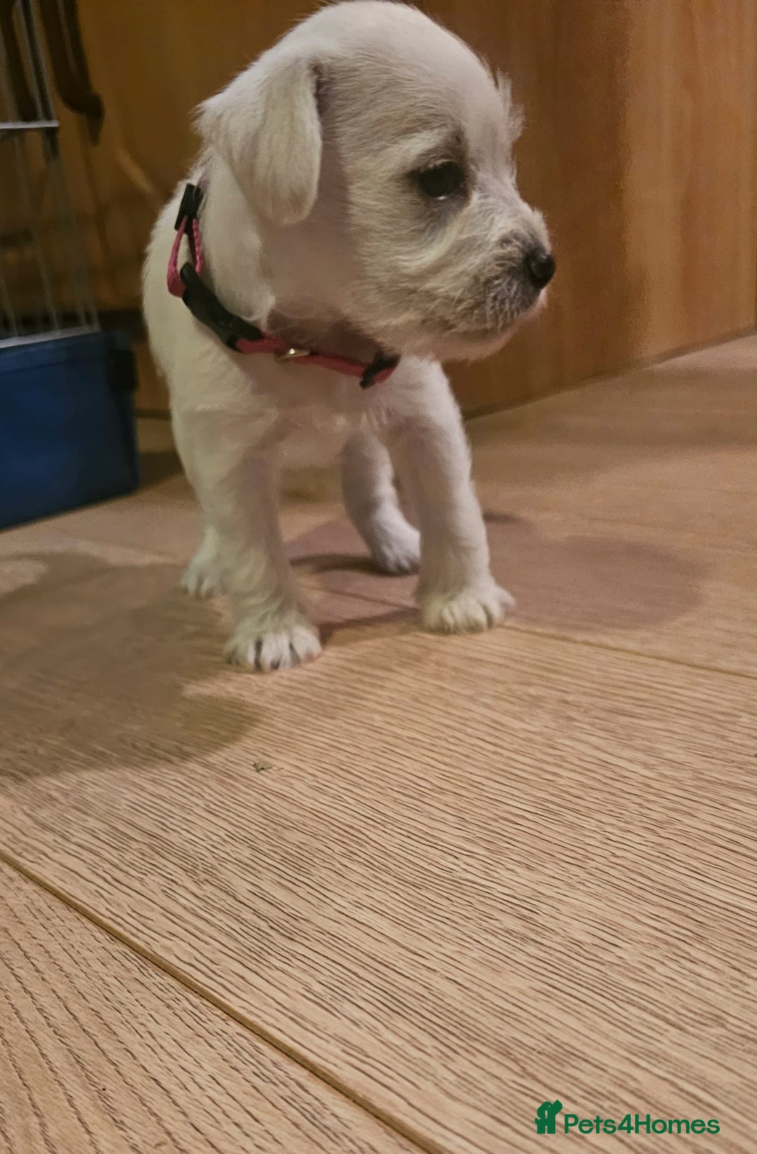 Miniature Schnauzer dogs for sale: Adorable white schnauzer puppies- ready soon! - Image 25