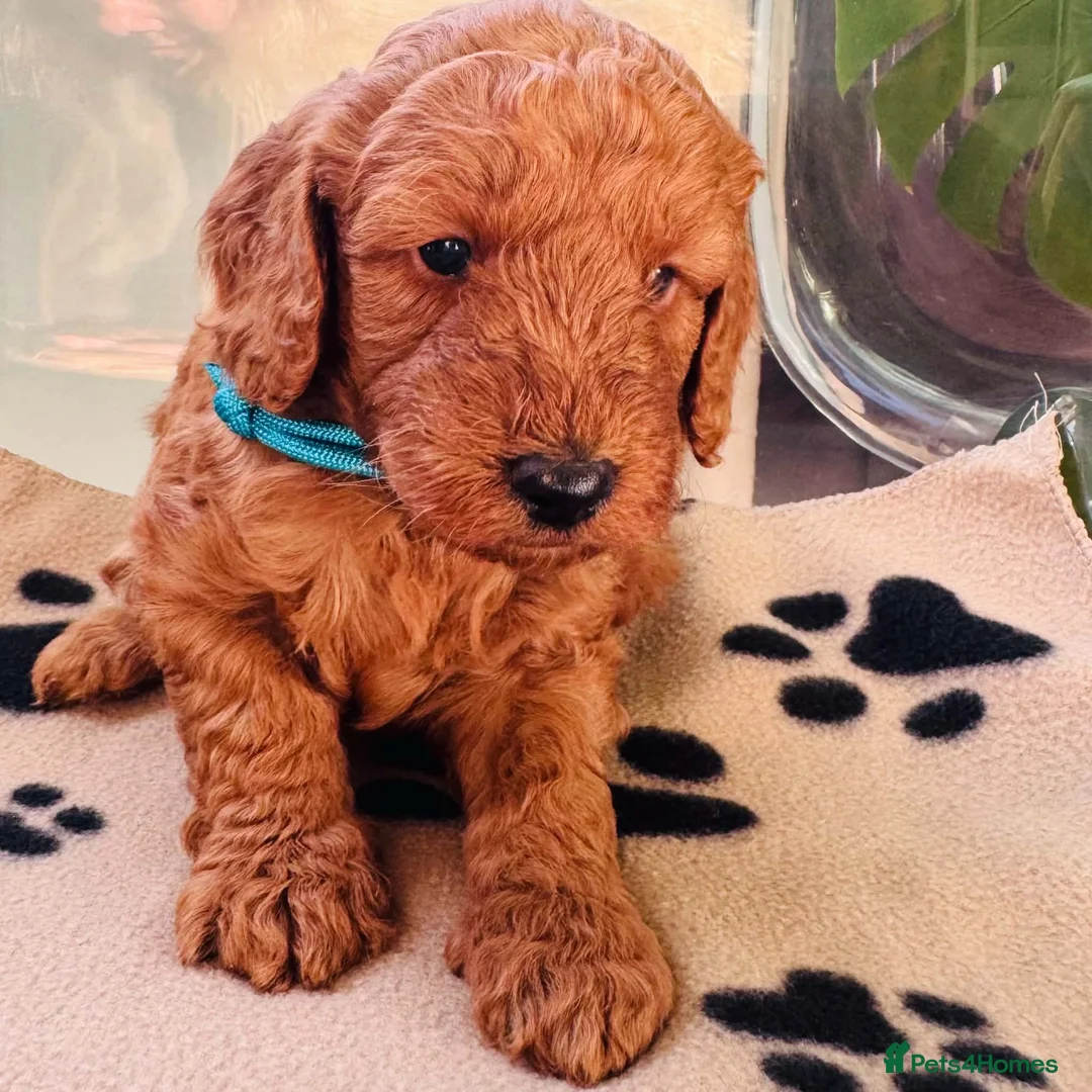 Miniature Poodle dogs for sale: 🐩KC-registered Miniature Poodles Raised with care - Advert 21