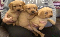 Hungarian Vizsla dogs for sale: VIZSIPOO puppies, Vizsla x Miniature Poodle - Image 2