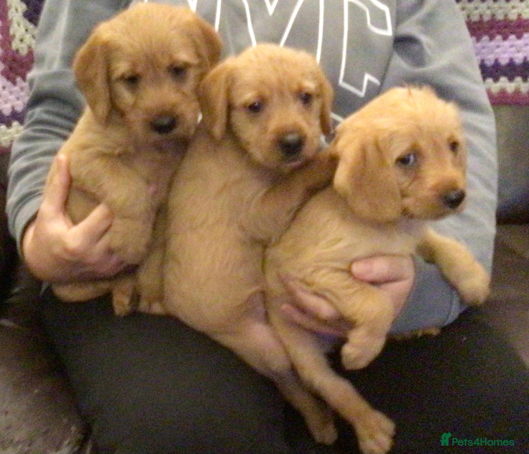 Hungarian Vizsla dogs for sale: VIZSIPOO puppies, Vizsla x Miniature Poodle - Image 2