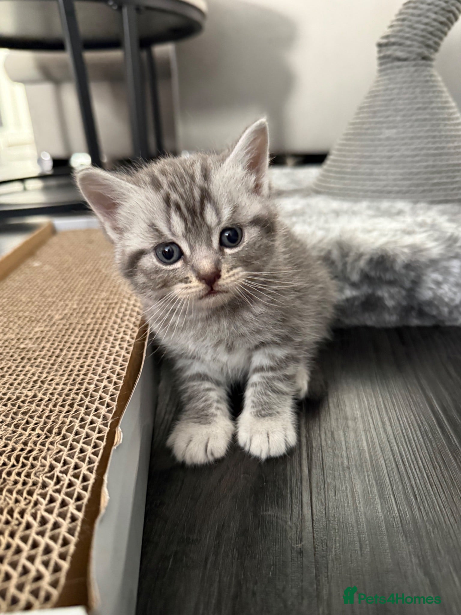 British Shorthair cats Scottish Fold &Straight Silver Tabby Kittens  - Advert 8