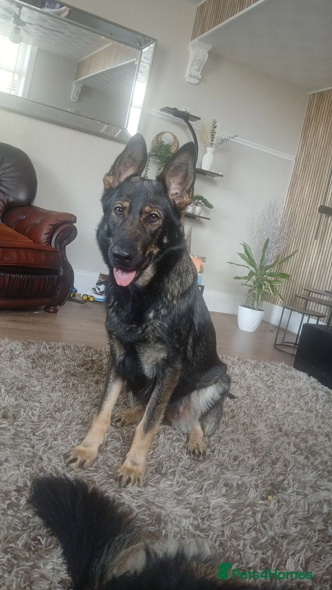 German Shepherd dogs for sale: 💥 6 chunky German shepard's 💥 - Advert 1