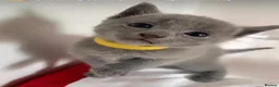 Russian Blue cats for sale: PURE PEDIGREE RUSSIAN BLUE KITTENS INSTAGRAM STARS - Advert 13