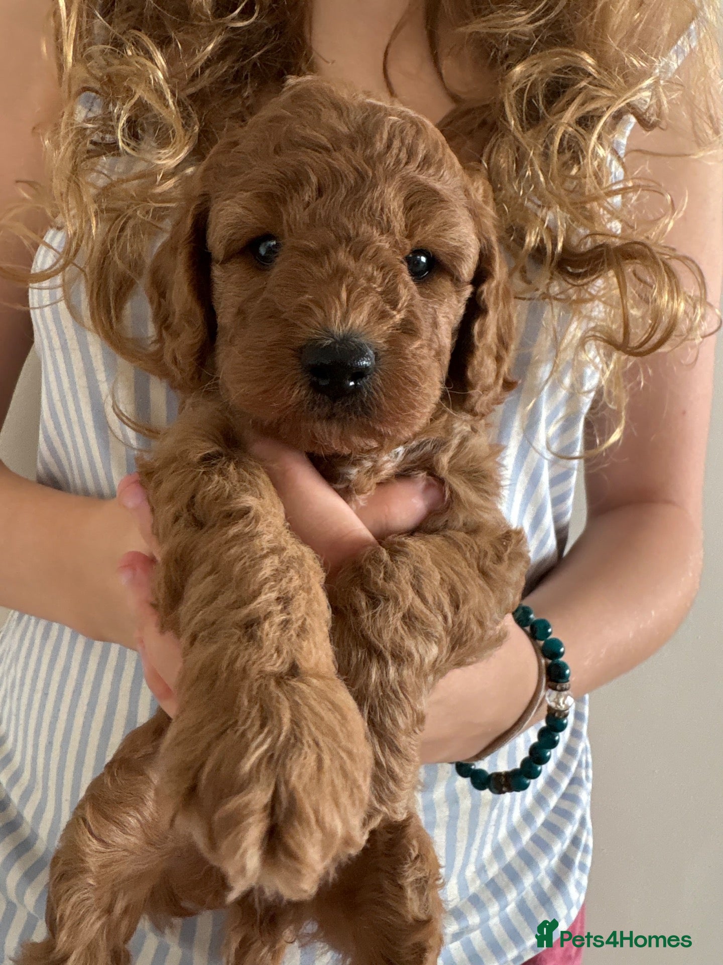 Cockapoo dogs Stunning Female Dark red cockapoos for sale  - Advert 1