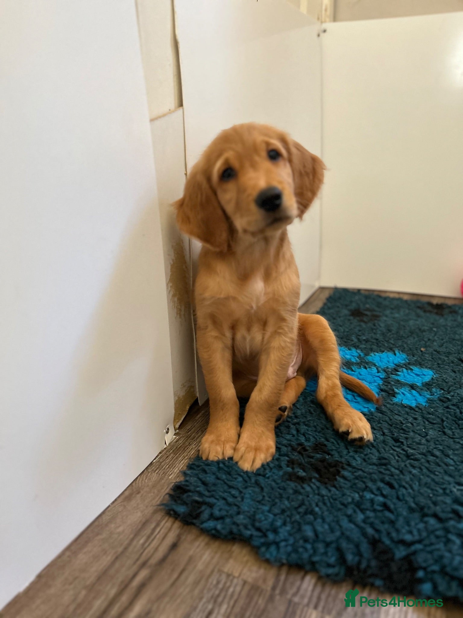 Golden Retriever dogs  Beautiful red golden retrievers 2 girls  2 boys - Advert 2