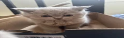 British Shorthair cats for sale: Beautiful Lilac British Shorthaired Kittens - Advert 8
