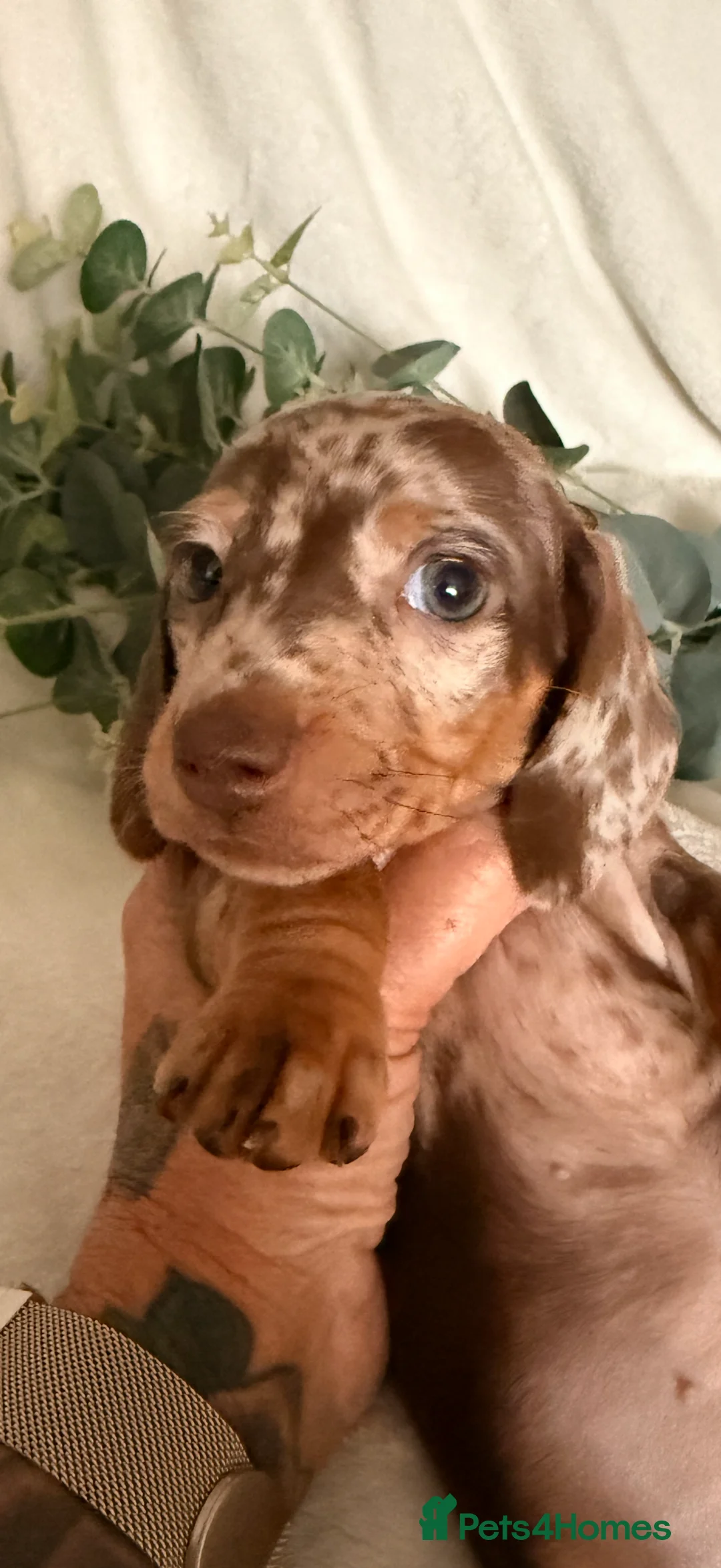 Dachshund dogs for sale: Beautiful miniature dachshunds dapple & Isabella  - Advert 15