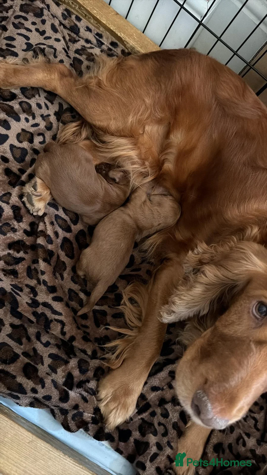 Cockapoo dogs for sale: Beautiful cockapoos for sale  - Advert 2