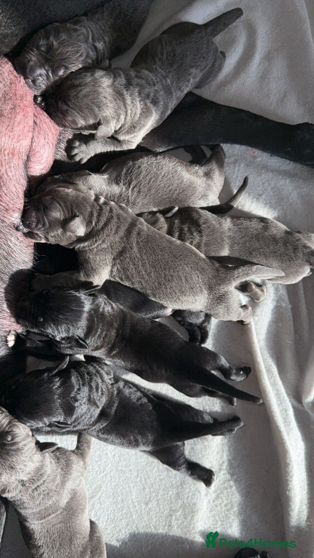 Cane Corso dogs for stud: 🔥Exceptional Formentino Cane Corso For Stud!🔥 in Waltham Abbey - Advert 12