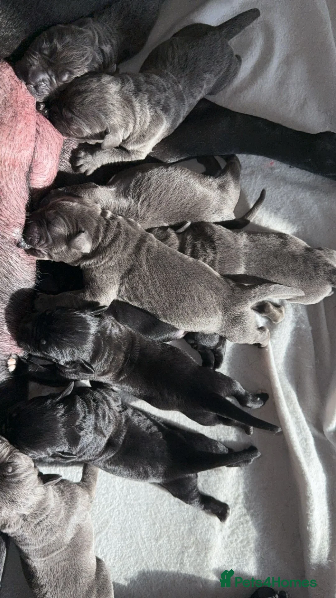 Cane Corso dogs for stud: 🔥Exceptional Formentino Cane Corso For Stud!🔥 in Waltham Abbey - Advert 12