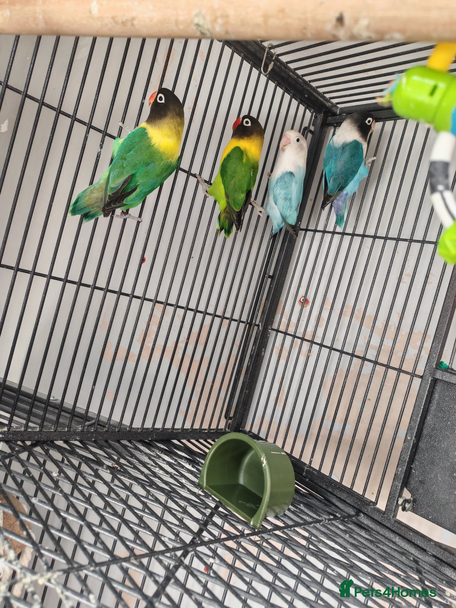 Lovebirds birds 4 lovebirds for sale all live in same cagee  - Advert 2