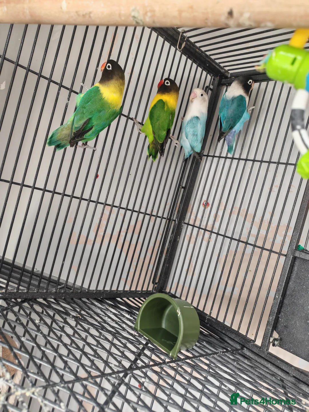 Lovebirds birds for sale: 4 lovebirds for sale all live in same cagee  in Worcester Park - Advert 2