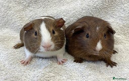 Guinea Pig rodents for sale: Guinea Pigs bonded pair ready to go  - Image 5