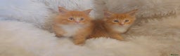 Maine Coon cats for sale: Rare red and white bicolor lMaincoon ready now  - Advert 27
