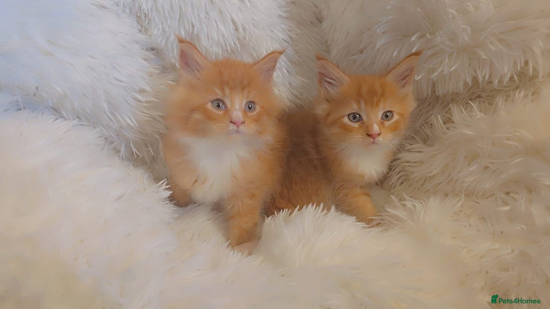 Maine Coon cats for sale: Rare red and white bicolor lMaincoon ready now  - Advert 27