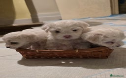Bichon Frise dogs for sale: Beautiful Bichon Maltese puppies - Image 5