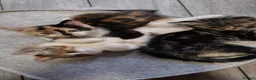Mixed Breed cats for sale: 5 Beautiful Mix Breed Little Kittens For Sale in Hereford - Advert 30