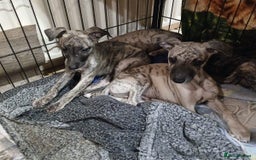Whippet dogs for sale: Gloriously gorgeous puppies. Beautiful brindles. - Image 1