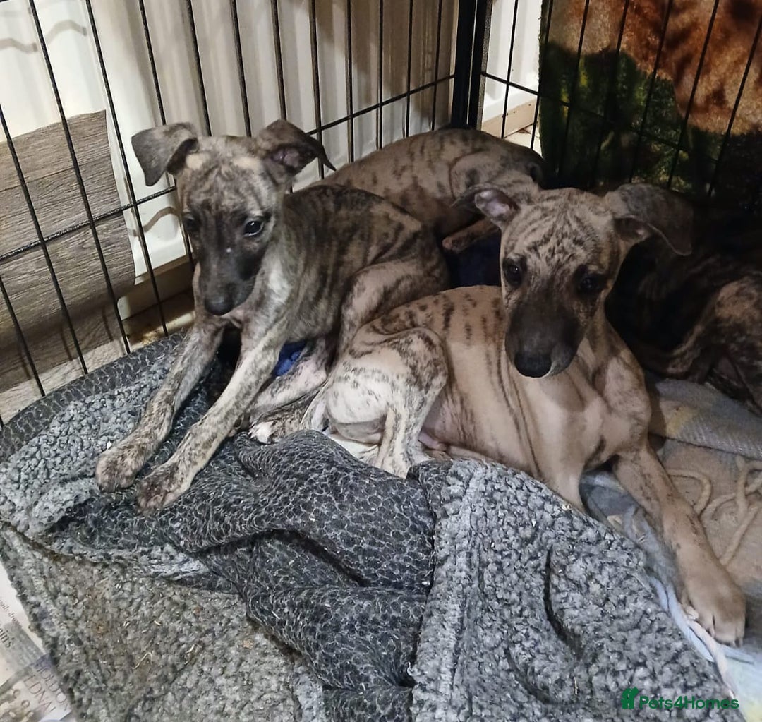 Whippet dogs for sale: Gloriously gorgeous puppies. Beautiful brindles. - Image 1