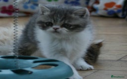Exotic cats for sale: Beautiful Exotic Pedigree Kittens - Image 23