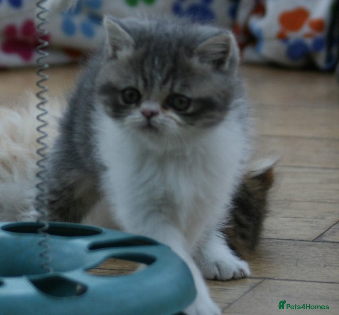 Exotic cats for sale: Beautiful Exotic Pedigree Kittens - Image 23
