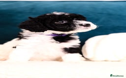 Mixed Breed dogs for sale: 8 UNIQUE Spaniel x Poodle Puppies - Image 24
