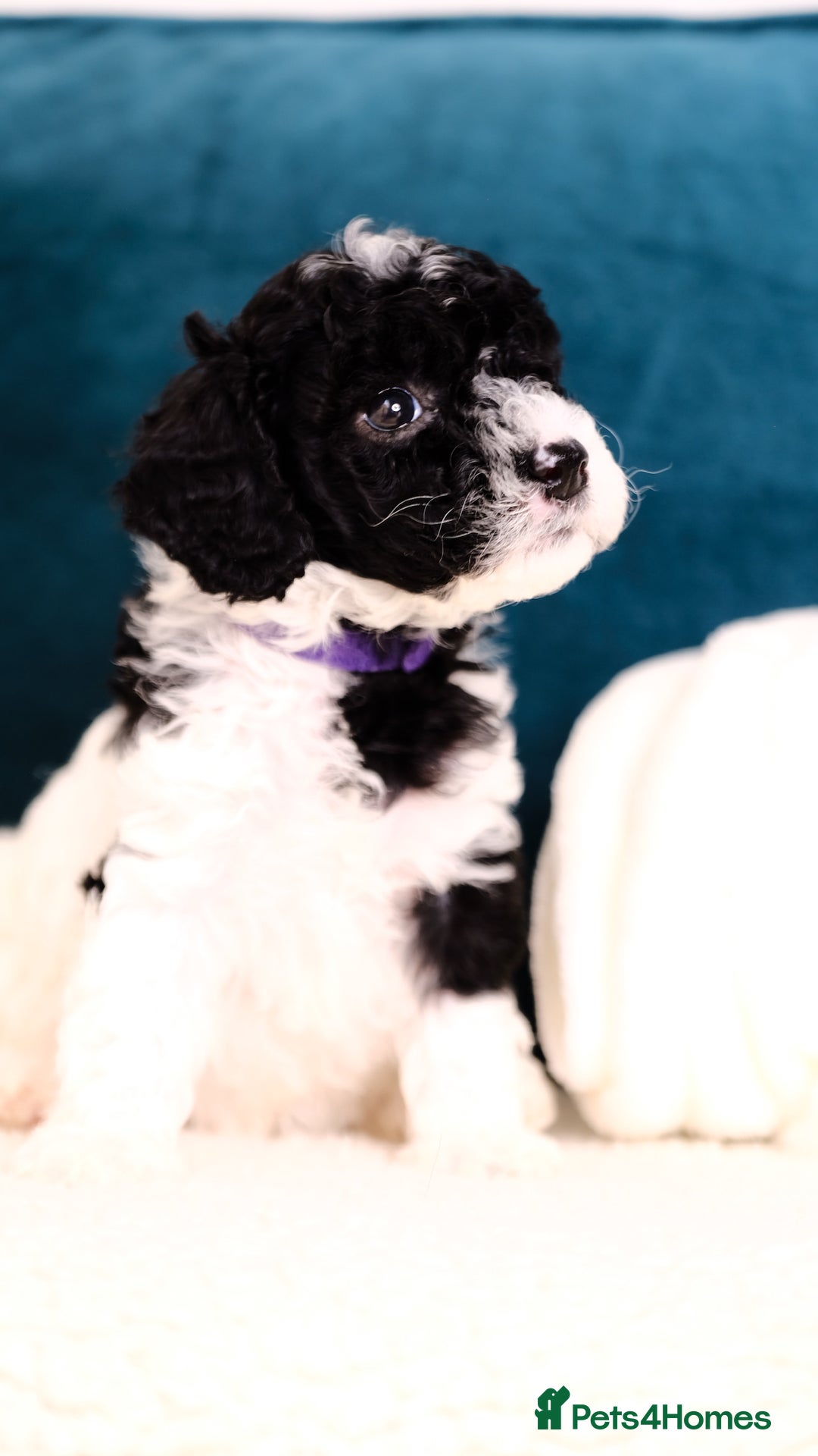 Mixed Breed dogs for sale: 8 UNIQUE Spaniel x Poodle Puppies - Image 24