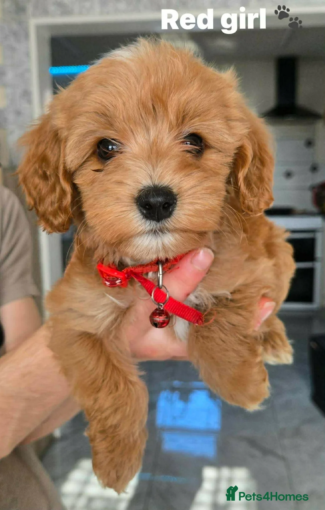 Cavapoo dogs for sale:  Ready to go!|F1B Cavapoo | DNA Tested Mum - Advert 1