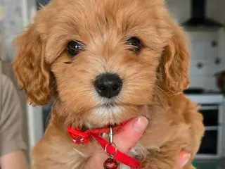 Cavapoo dogs Ready today!|F1B Cavapoo | DNA Tested Mum - Advert 13