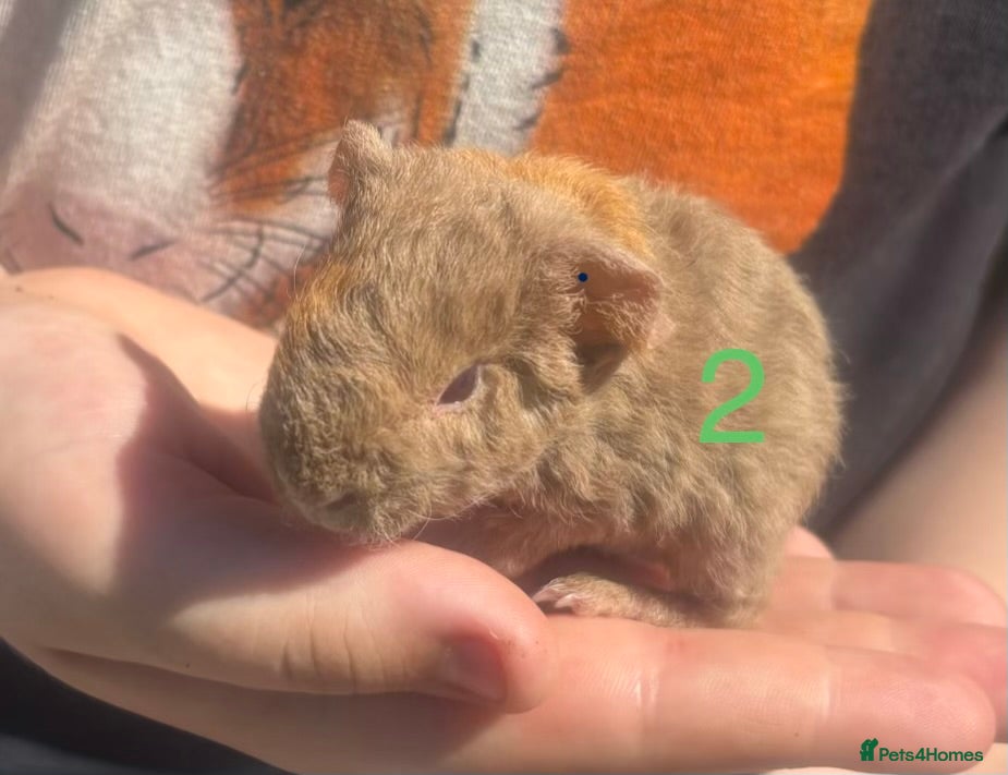 Guinea Pig rodents Baby Boy/Boar & Baby Girl/Sow Guinea Pigs, Teddy - Advert 17