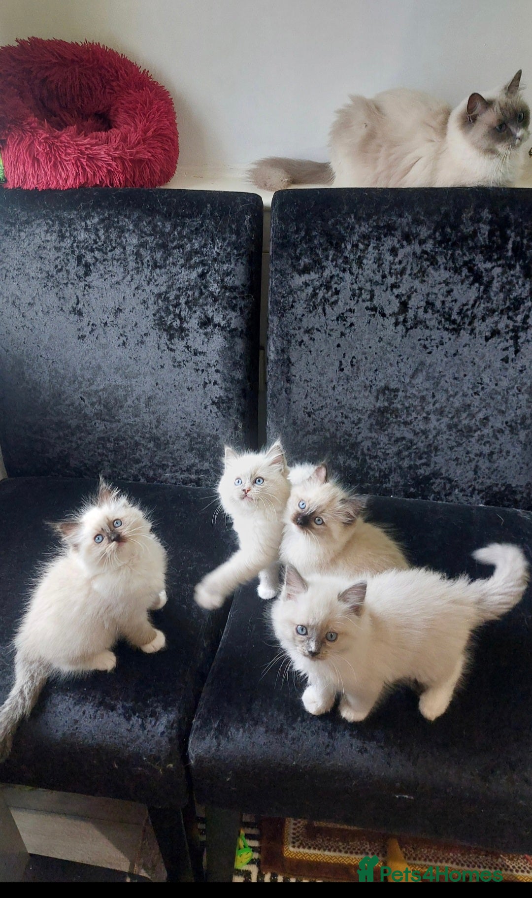 Ragdoll cats for sale: The most beautiful and adorable Ragdoll kittens  - Image 5