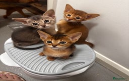 Somali cats for sale: Outstanding Somali kittens - Image 4
