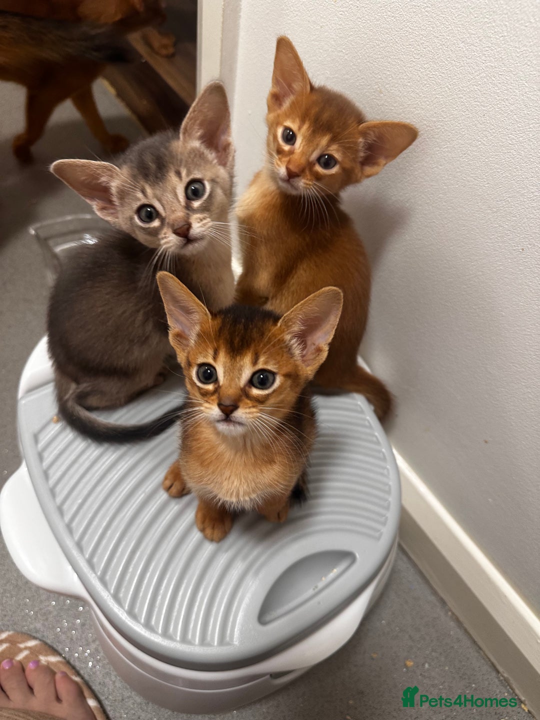 Somali cats for sale: Outstanding Somali kittens - Image 4
