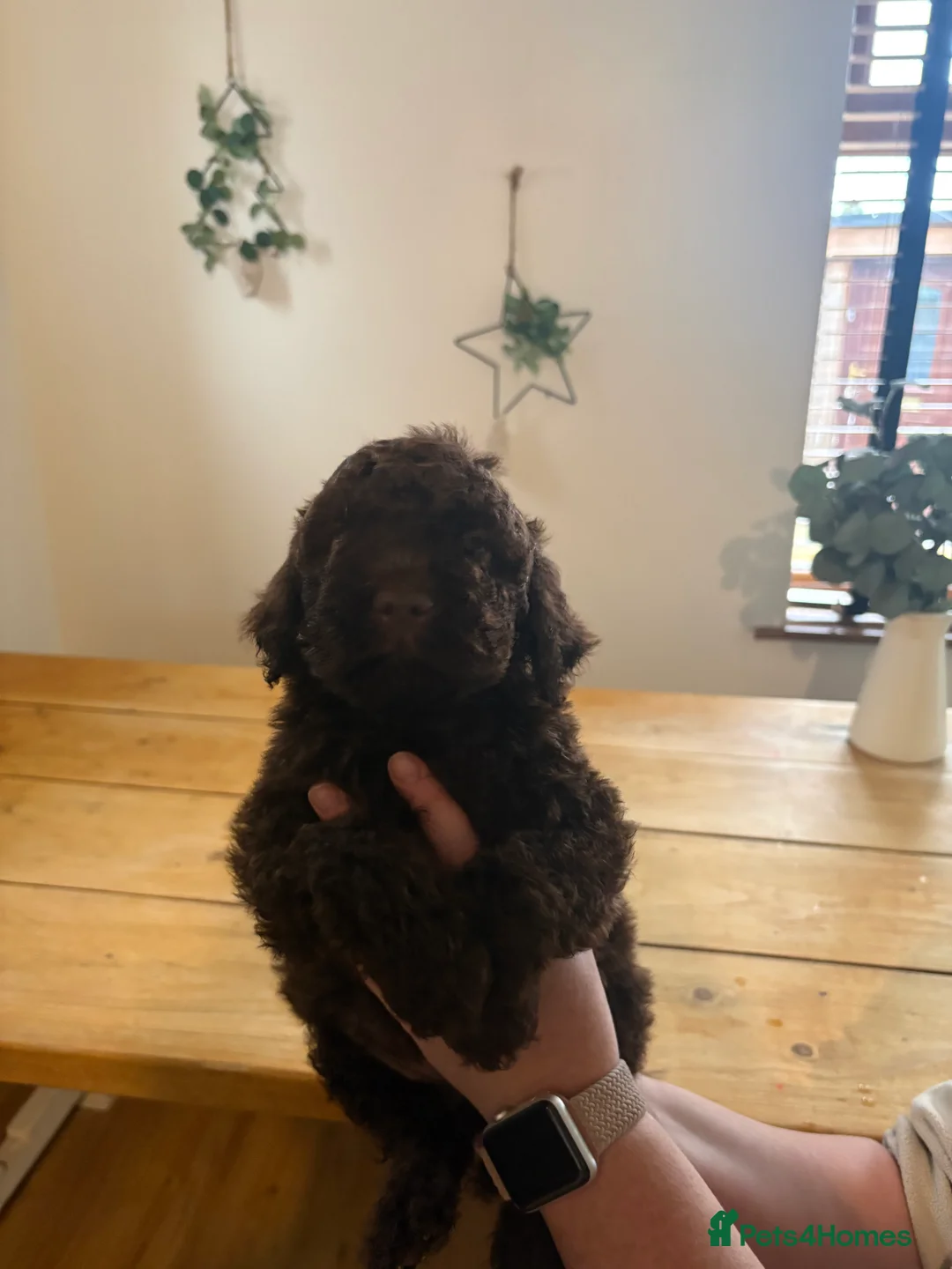 Lagotto Romagnolo dogs for sale: One last boy left 😍😍 - Advert 3
