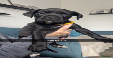Cane Corso dogs - Advert 2