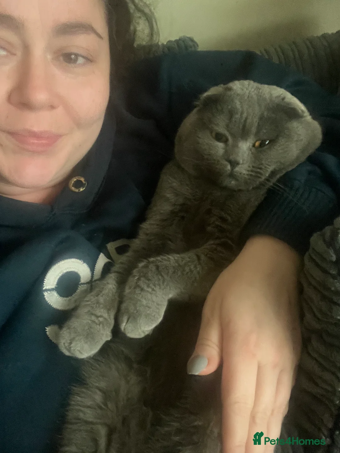 Scottish Fold cats for stud: FOLD AVAILABLE FOR STUD MANCHESTER THIS WEEK  in Salford - Advert 7