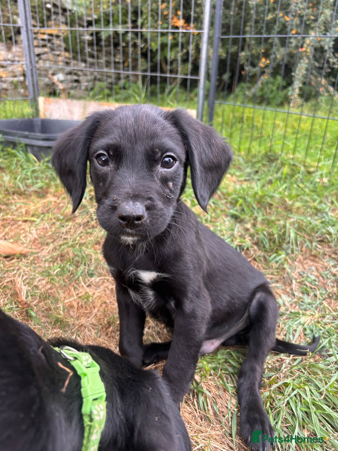 Springador dogs for sale: One Springerdor pup left born 8/06/2025 - Image 5
