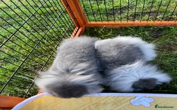 Mini Lop rabbits for sale: Male mini lop babies READY TO LEAVE  - Image 18