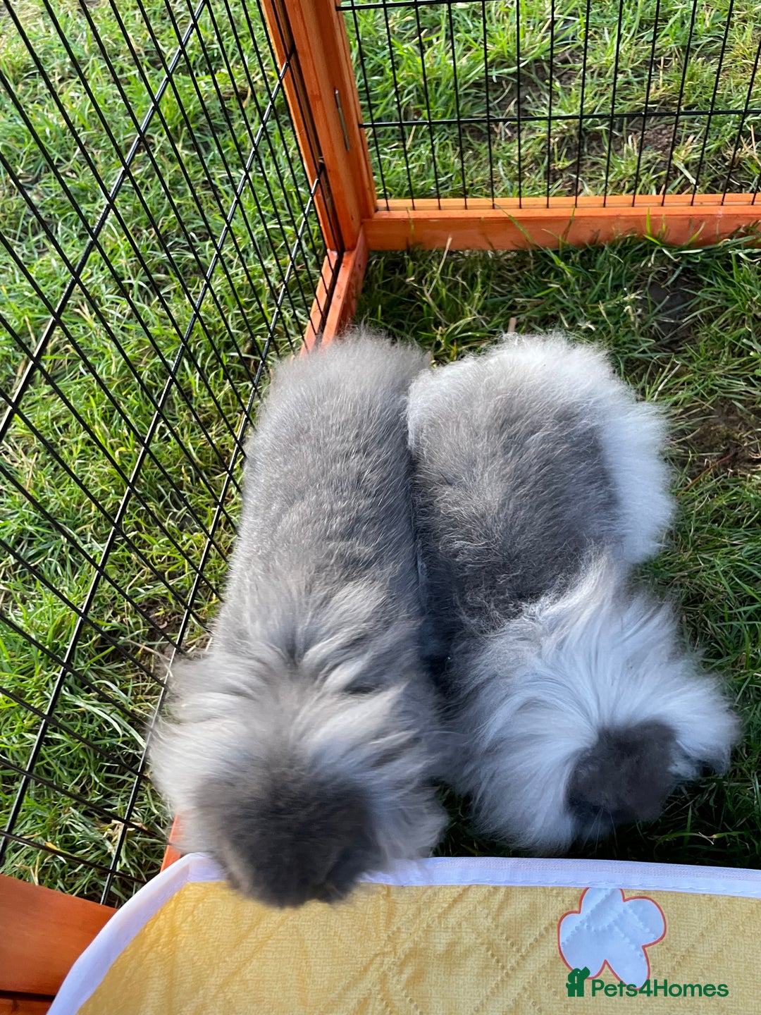 Mini Lop rabbits for sale: Male mini lop babies READY TO LEAVE  - Image 18